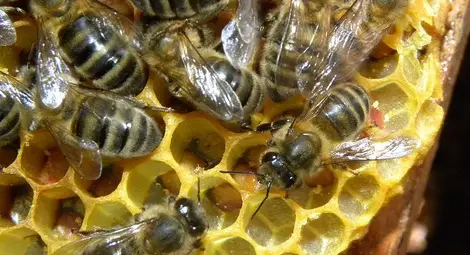 Пчелари отчитат наполовина  по-ниски добиви от мед