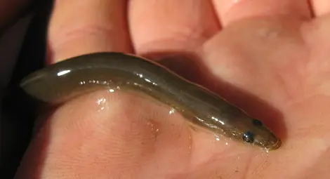 150 000 конфискувани змиорки получиха втори шанс в Дунав