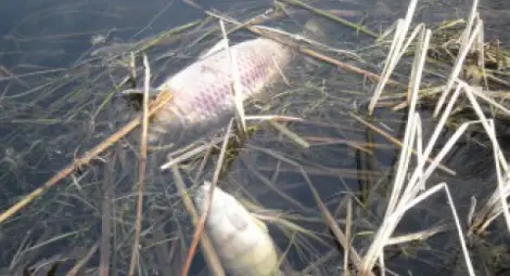 Проверяват Янтра по сигнал за умряла риба