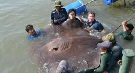 Огромен скат с тегло 360 кг уловиха рибари в Меконг