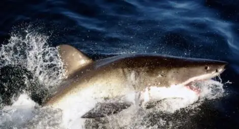 Мъж извади акула от океана, за да се снима с нея