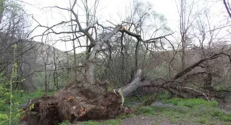 Вдигат Стария бряст в Нисово на постамент като реликва
