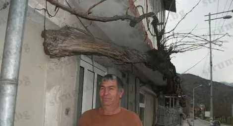 Гигантска лоза "Червен пармак" расте спокойно по средата на къща в Кресна