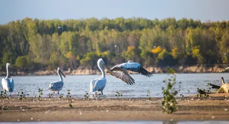 Българските Малдиви, или разходка с лодка по Дунав Българските Малдиви, или разходка с лодка по Дунав