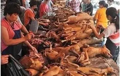 Китайски ресторант в Бургас предлага пълнено куче