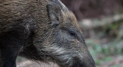 Дива свиня нападна турист в Стара планина, спасяват го при хижа &ldquo;Рай&rdquo;
