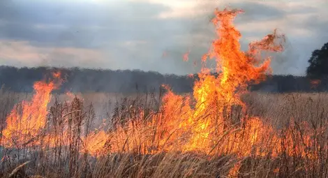 Почистване на стърнища с огън запали борова гора над Батин