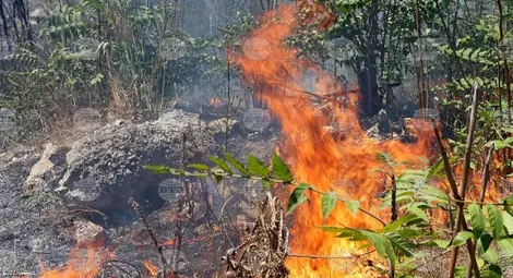 Пожарникари и доброволци спасиха 180 дка гора край Мечка