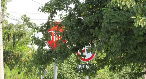 Според близки на жената с хондата, тя не е видяла полускрития от растителност знак стоп.		  Снимка: Русе Медия