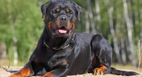 Ротвайлерът Бък не успя да отхапе 2500 лева от ветеринари