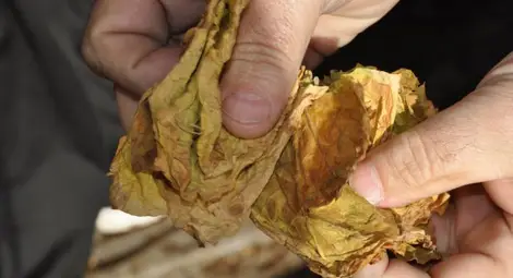 Зреят протести сред тютюнопроизводителите