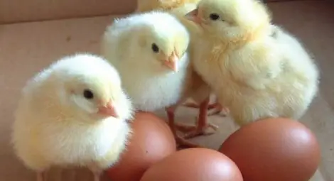 Учени: Консумацията на яйца ни прави по-щедри