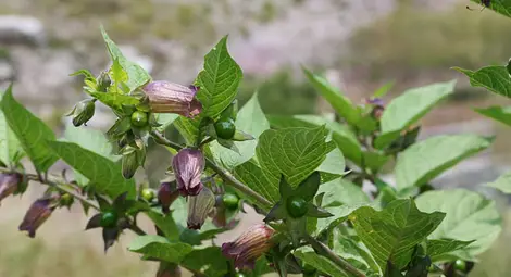 Само една фирма иска да търгува с лудо биле