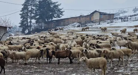 Снимка: БТА