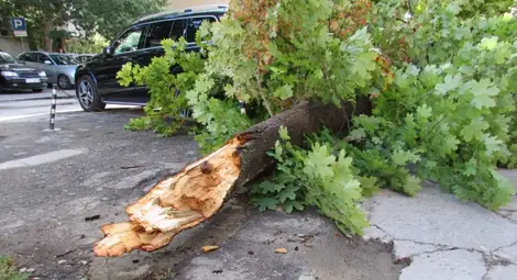 Опасно дърво рухна в бурята след години безплодни сигнали