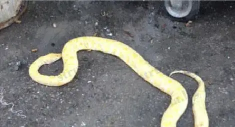 Два мъртви питона, проснати до контейнерите за смет в Благоевград Два мъртви питона, проснати до контейнерите за смет в Благоевград