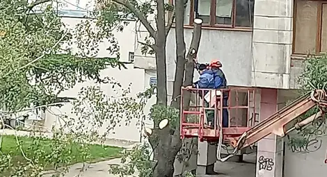 Съдът отказа да разглежда жалбата за изсечените дървета на &bdquo;Муткурова&ldquo;