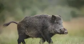 Груповият лов на дива свиня  остава забранен в Русенско