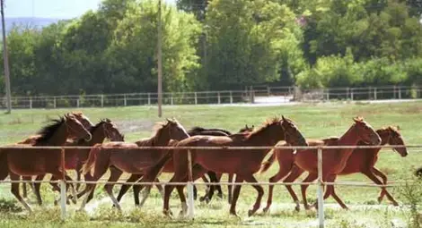 Прободоха 6 коня в сърцата