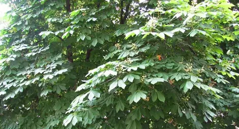 Пръскаха кестените срещу вредния молец