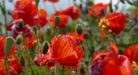 Времето се затопля, температурите днес - от 25 до 30 градуса