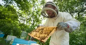 Над 100 пчелари в Русенско  произвеждат биологичен мед