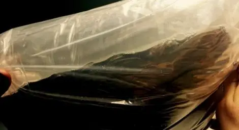 Заловиха 2 млн. змиорки на летище София