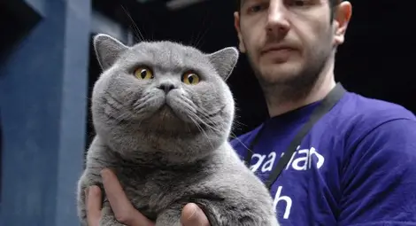 Турска ангора стана национален шампион