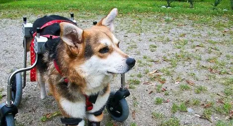 Кучето Мима с отрязаните крачета почина в Германия