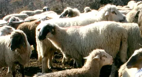 Фирма на 40 дни и с 500 лв. капитал печели поръчката за ваксината срещу чума