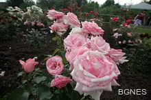 Денят на розата - радост за окото