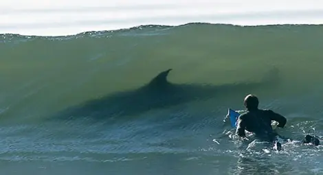 Сърфист отблъсна атака на акула с юмруци /видео/