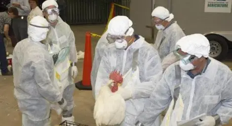 Огнищата на птичи грип вече са 26 в 9 области на страната