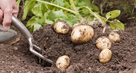 Започва предварителен прием по Държавна помощ за картофи