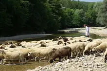 Болестта "син език" уби 2000 овце в Кърджалийско