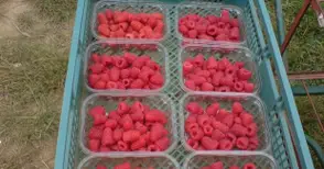 Канят берачи на ягоди и малини в Испания и Португалия
