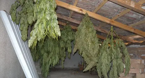 Наркодилър хванат с канабис за 200 000 лева