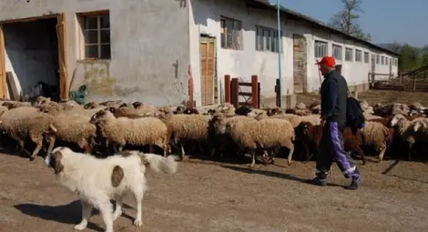 Облекчават условията за субсидиране  на най-дребните животновъди