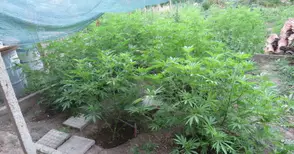 Производител на марихуана превърнал фенери в тайници за продажба