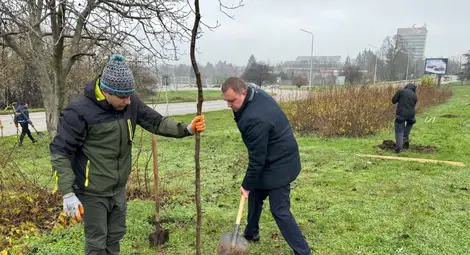 Кметът Пенчо Милков се включи в засаждането на 70 чинара по бул. &bdquo;България&ldquo;