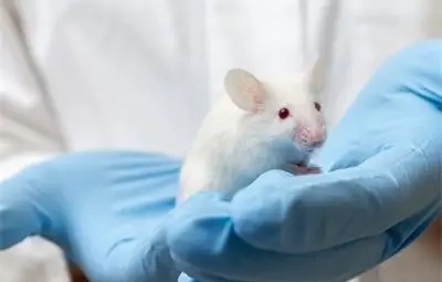 Имплантирани са спомени в съзнанието на спяща мишка