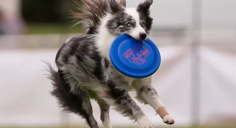 Ново изследване определи Бордър коли за най-интелигентното куче