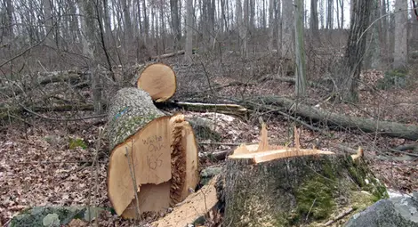 WWF: Всяка година незаконно се изсичат гори за 100 милиона лева