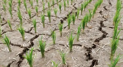 Юни 2015 г. е бил най-горещият месец от 1880 г. насам