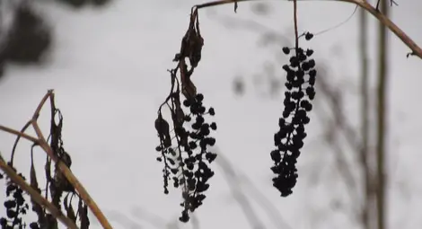 Русенци звънят за червен сняг на телефон 112