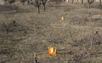 Злосторници отсякоха 500 овошки