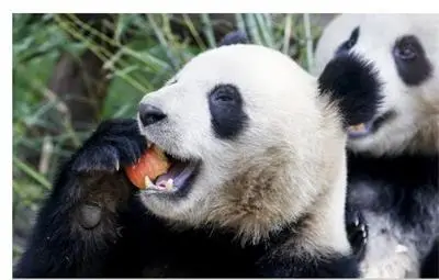 Панда лъже, че е бременна, за да получи повече кифлички и бамбук