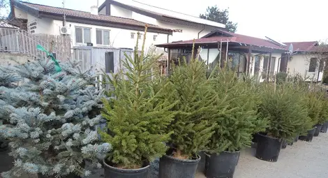 Нулев интерес към кампанията за засаждане на коледните елхички