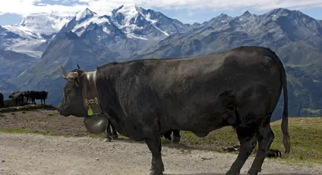 Швейцарски крави се самоубиха, скачайки от скала