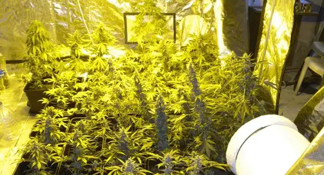 Къща в тих квартал на Бяла превърната в модерна наркоферма